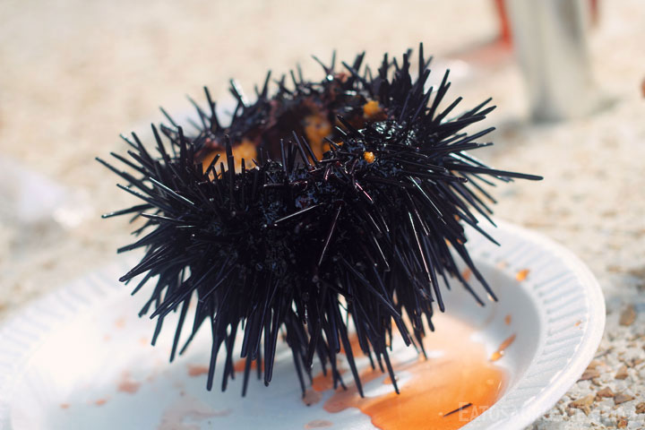 quality-seafood-inc-urchin-2.jpg